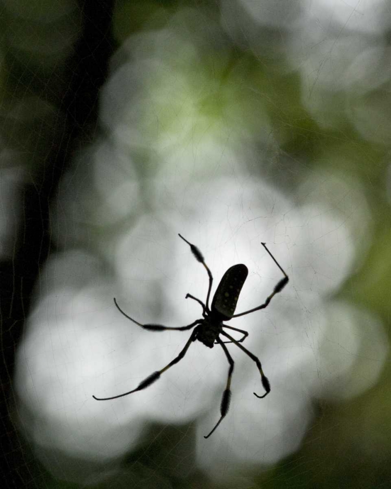 Costa Rica Female golden orb weaver spider